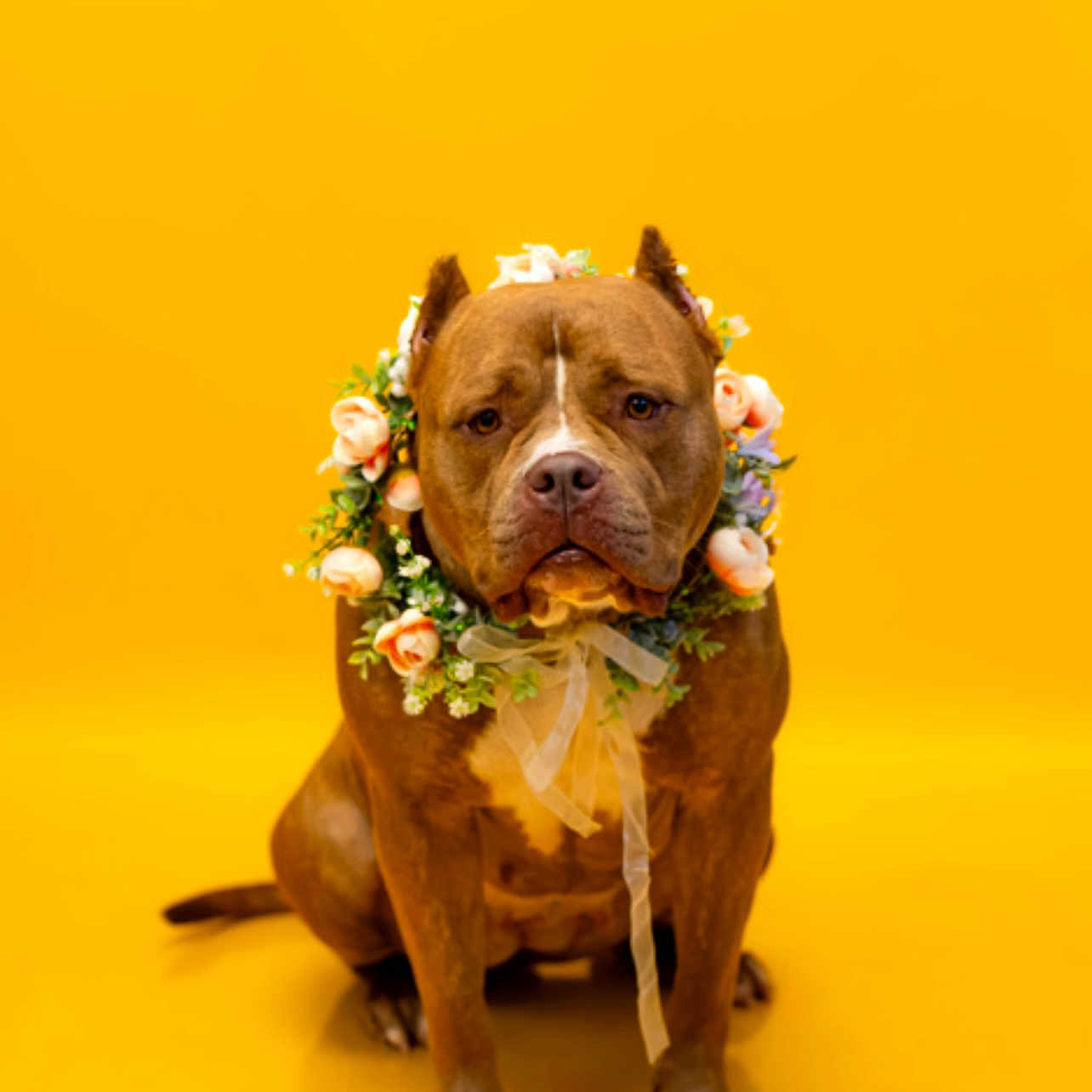 Mia joined the competition — help win amazing prizes! adorable, animal, brown_dog, calm, canine, cute, decorative, dog, domestic_animal, floral_wreath, flower_crown, flowers, indoor, isolated, looking_at_camera, pet, portrait, sitting, studio_photo, yellow_background