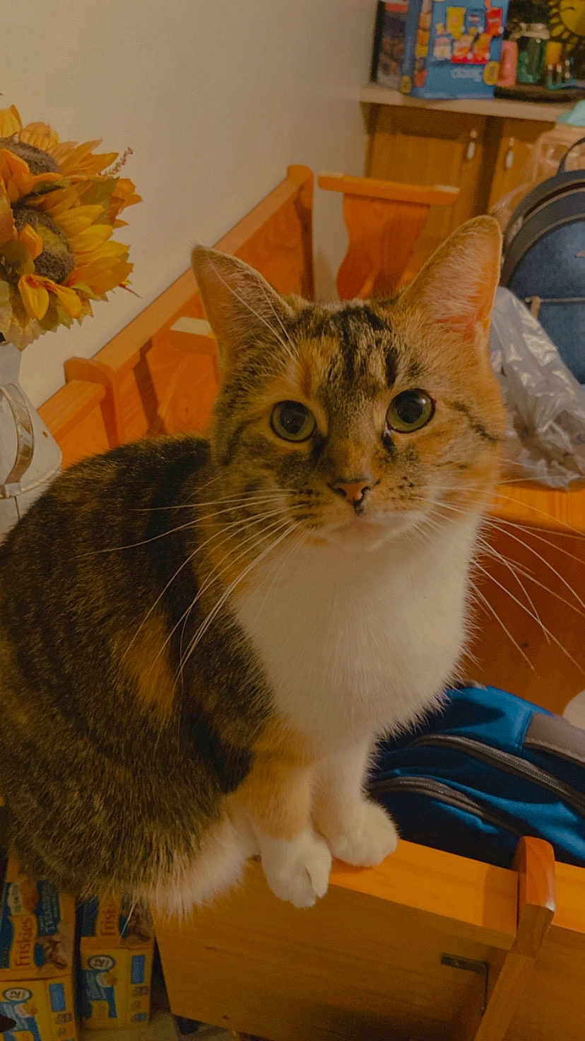 Skittles is registered to the contest to win money with this photo: cat, tabby, pet, animal, indoor, wooden_bench, sunflowers, curious, feline, whiskers, ears, face, eyes, fur, household, kitchen, backpack, plastic_bag, food_boxes, cozy