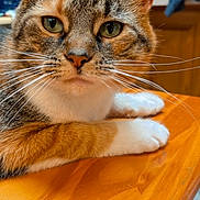 Skittles joined the competition — help win amazing prizes! cat, tabby, close_up, indoor, wooden_table, green_eyes, whiskers, pet, feline, curious, relaxed, animal, orange, white_paws, domestic_cat, portrait, face, ears, fur, kitchen