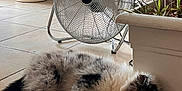 Aīka participe au concours pour gagner de l'argent avec cette photo : puppy, dog, sleeping, floor, fan, potted_plant, indoor, tile_floor, resting, fur, pet, animal, plant, houseplant, cozy, quiet, domestic, cute, relaxation, home