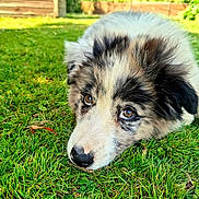 Aīka participe au concours pour gagner de l'argent avec cette photo : dog, puppy, grass, outdoor, pet, animal, nature, fur, canine, laying_down, backyard, greenery, closeup, cute, eyes, resting, summer, sunlight, peaceful, adorable