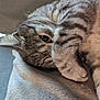 cat, tabby, pet, animal, feline, paw, blanket, cozy, resting, cute, fur, whiskers, indoor, sleepy, closeup, eye, soft, relaxing, cute_pet, domestic_cat