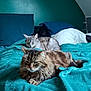 cat, tabby_cat, fluffy_cat, bed, blanket, pillow, indoor, resting, sleeping, feline, pet, cozy, fur, animal, domestic, relaxed, teal, green_wall, soft_light, comfort