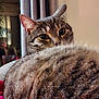 cat, tabby, feline, curled_up, fluffy, indoor, curtains, cozy, pet, animal, fur, closeup, whiskers, ears, eyes, resting, warm_lighting, home, cute, relaxed