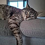 cat, tabby, sleepy, lounging, paw, couch, gray, indoor, window, curtains, pet, feline, relaxed, fur, whiskers, closeup, resting, domestic_animal, home, soft