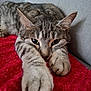 cat, tabby, stretching, paws, red_blanket, gray_couch, feline, relaxed, close_up, indoor, whiskers, ears, fur, pet, animal, cute, cozy, resting, portrait, home