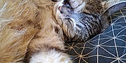 Léo participe au concours pour gagner de l'argent avec cette photo : cat, tabby, sleeping, paw, bed, bedding, striped, fur, closeup, relaxed, indoor, animal, pet, nap, cozy, resting, whiskers, ears, soft, cute