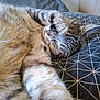 cat, tabby, sleeping, paw, bed, bedding, striped, fur, closeup, relaxed, indoor, animal, pet, nap, cozy, resting, whiskers, ears, soft, cute