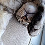 cat, sleeping, paw, close_up, fur, nose, whiskers, cushion, texture, beige, relaxation, indoor, cozy, resting, pet, animal, soft, cute, napping, feline