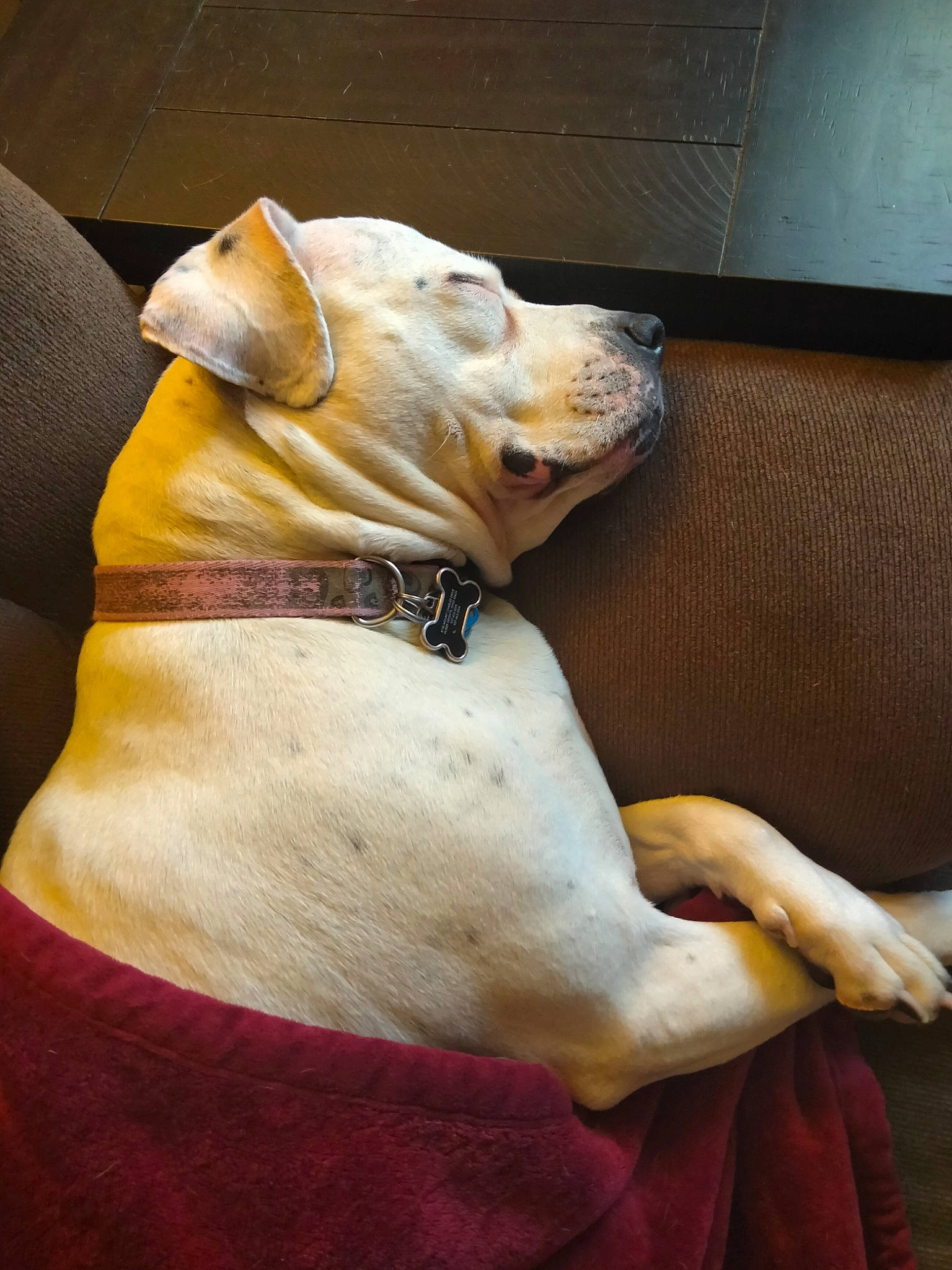 Sugar is registered to the contest to win money with this photo: canidae, carnivore, collar, comfort, companion_dog, couch, dog, dog_breed, dog_collar, dog_supply, ear, fawn, pet_supply, snout, sporting_group, terrestrial_animal, toy_dog, whiskers, working_animal, wrinkle
