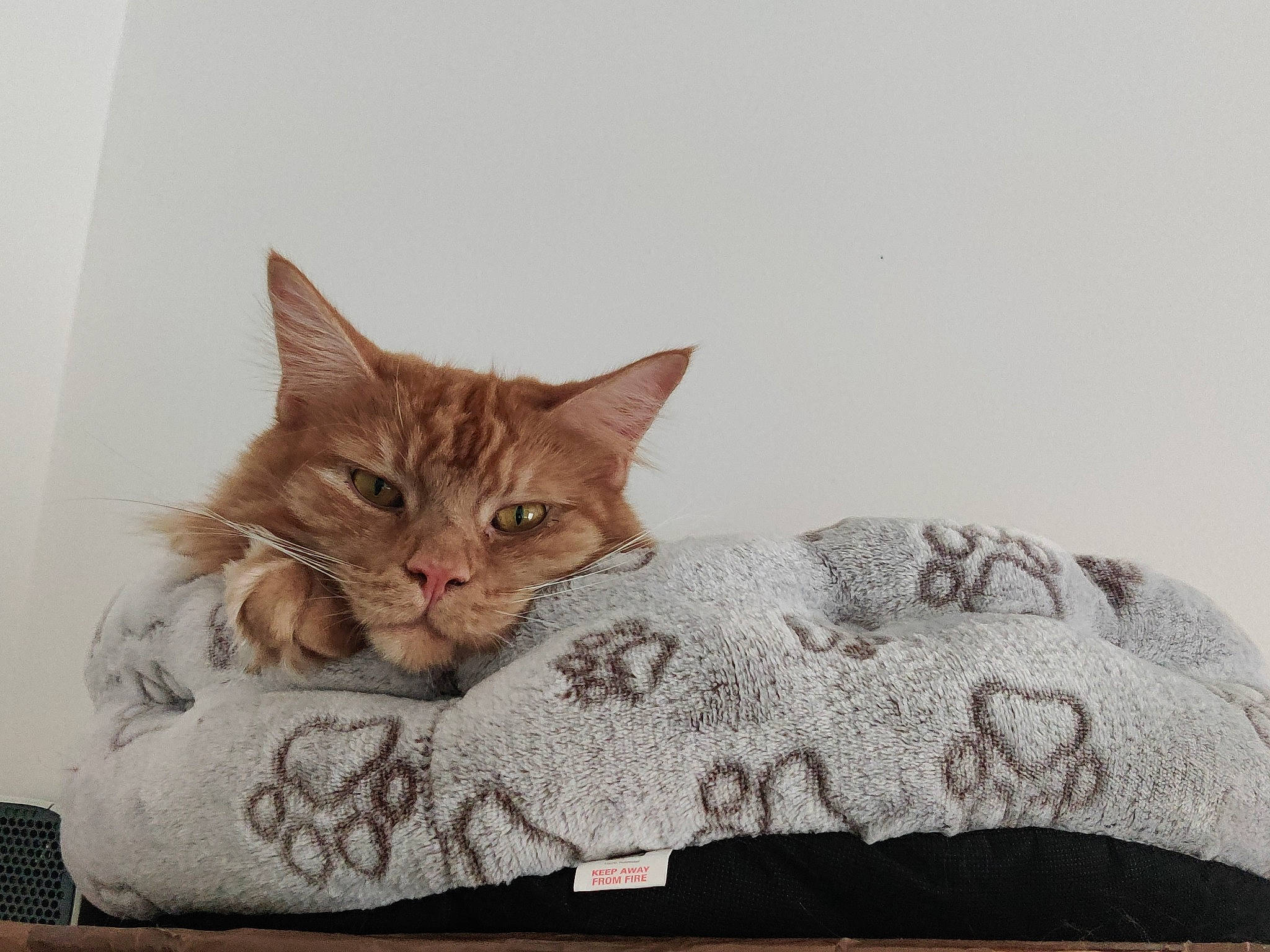 Fritzi joined the competition — help win amazing prizes! bed, bedding, carnivore, cat, cat_supply, comfort, couch, domestic_short_haired_cat, felidae, fur, house, linens, paw, plant, sitting, small_to_medium_sized_cats, tail, whiskers, window, wood