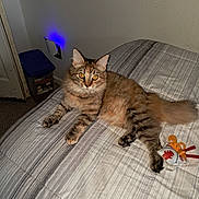 Precious joined the competition — help win amazing prizes! animal, bed, carpet, cat, closeup, container, cozy, door, fluffy, furniture, indoor, nightlight, orange_eyes, pet, resting, striped_bedspread, tabby_cat, tabby_pattern, toy, wall