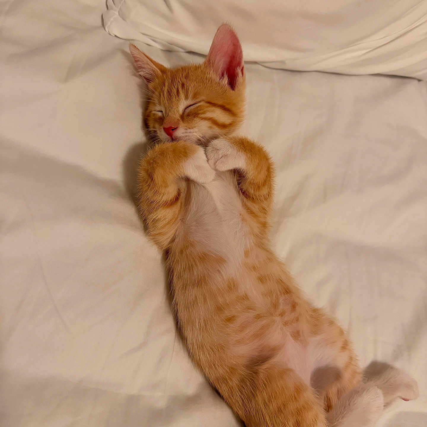 Nyn joined the competition — help win amazing prizes! animal, bed, cat, closed_eyes, cozy, cute, domestic_animal, feline, fur, indoor, kitten, orange_tabby, paws, pet, relaxed, resting, sleeping, small, soft, white_bed