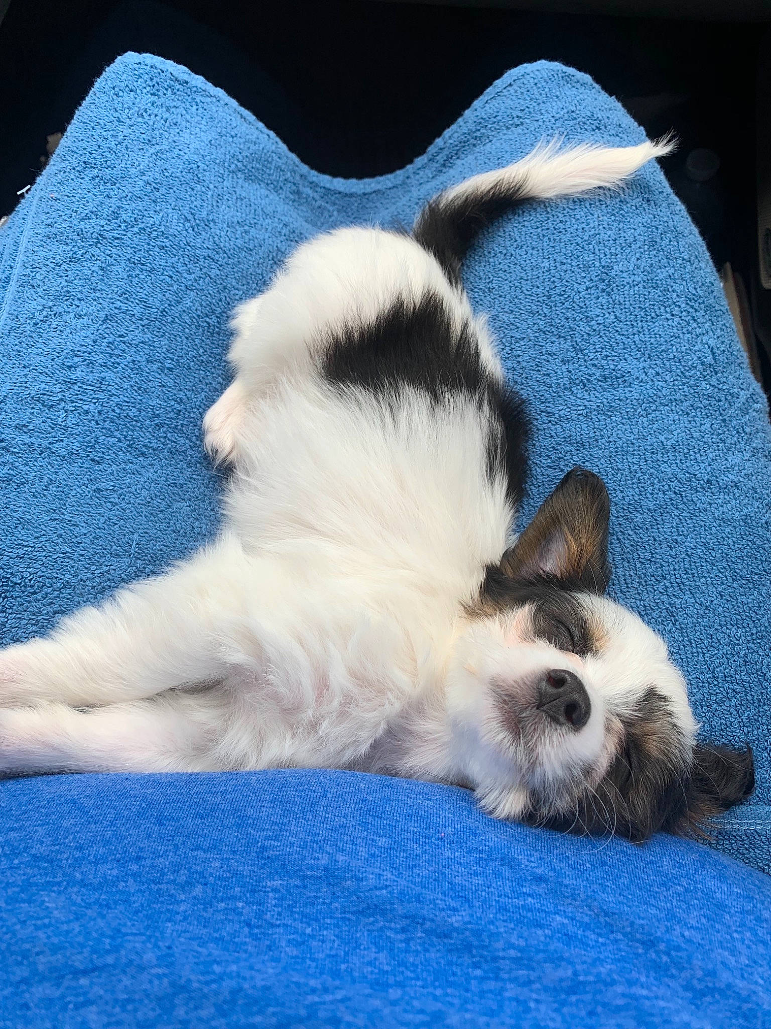 Cinch is registered to the contest to win money with this photo: balinese, birman, canidae, carnivore, cat, dog_breed, ear, felidae, fur, kitten, mammal, nap, puppy, ragdoll, sky, sleep, small_to_medium_sized_cats, tail, whiskers