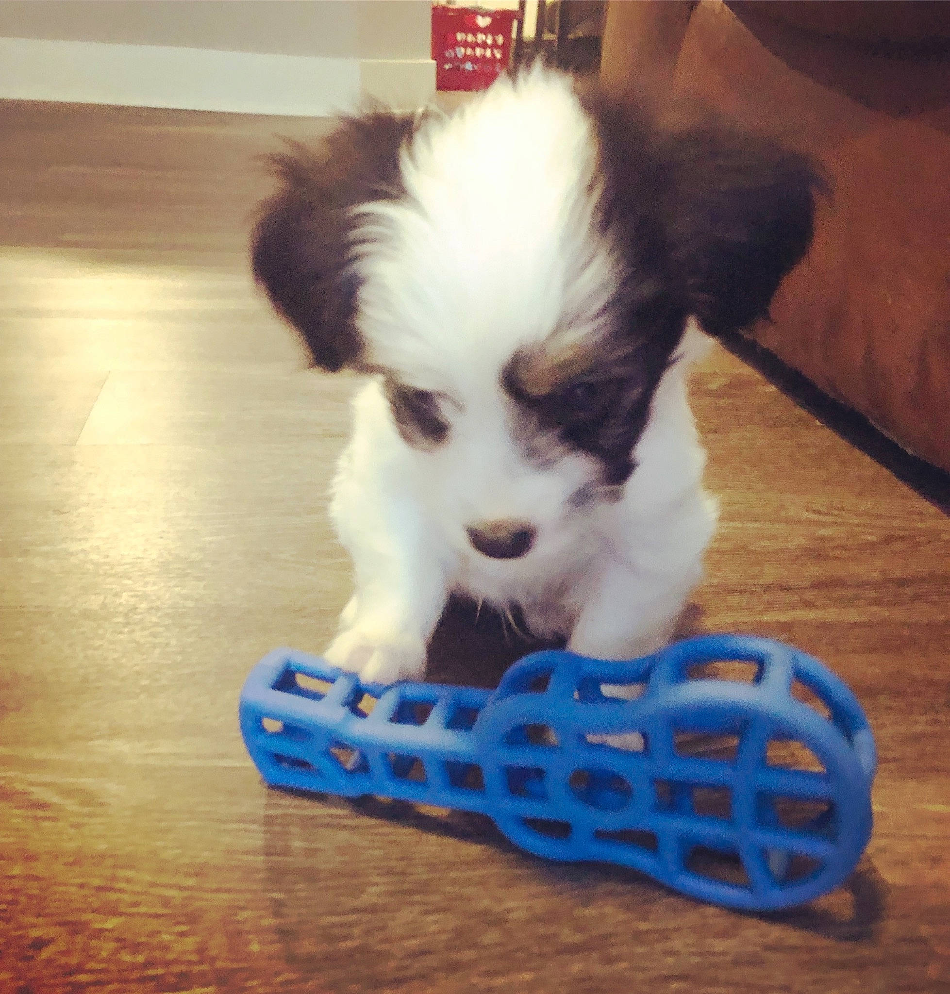 Cinch joined the competition — help win amazing prizes! canidae, carnivore, cavachon, companion_dog, dog, dog_breed, havanese, mammal, miniature_australian_shepherd, morkie, papillon, phalene, puppy, puppy_love, rare_breed_dog, shih_tzu, spaniel, sporting_group, toy_dog, vertebrate