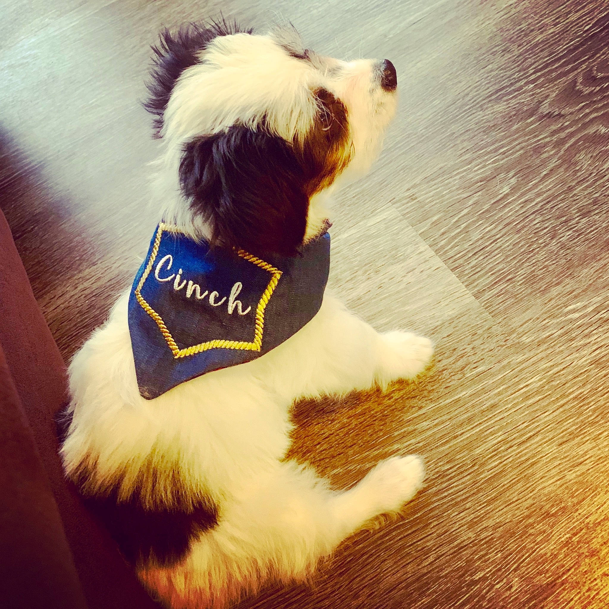 Cinch is registered to the contest to win money with this photo: canidae, carnivore, companion_dog, dog, dog_breed, dog_clothes, fur, puppy, puppy_love, t_shirt