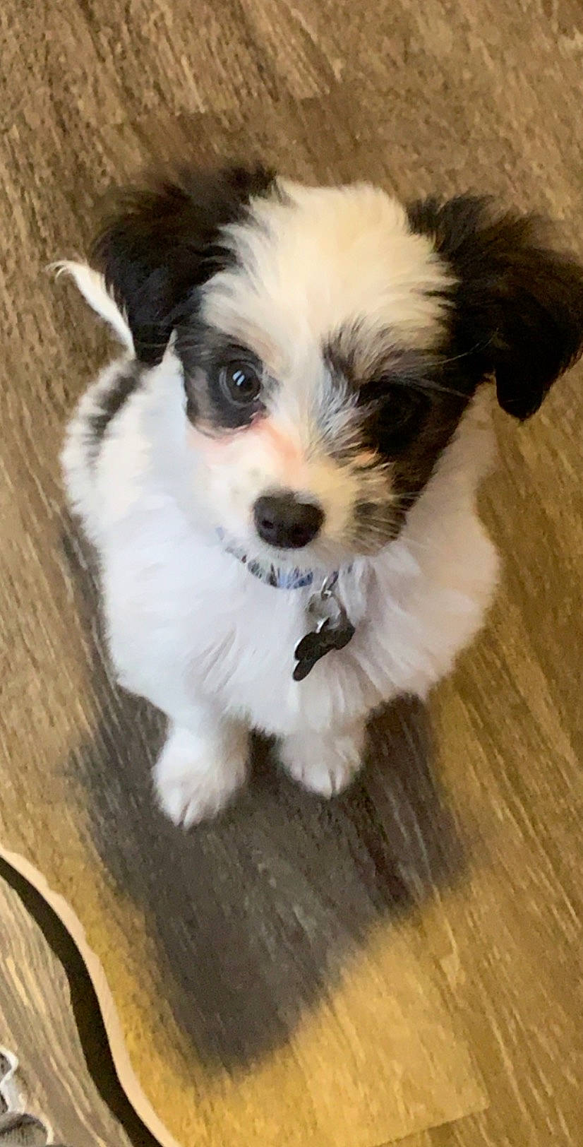 Cinch is registered to the contest to win money with this photo: canidae, carnivore, cavachon, companion_dog, dog, dog_breed, havanese, kyi_leo, lhasa_apso, mal_shi, maltepoo, mammal, morkie, puppy, rare_breed_dog, schnoodle, shih_tzu, sporting_group, tibetan_terrier, vertebrate