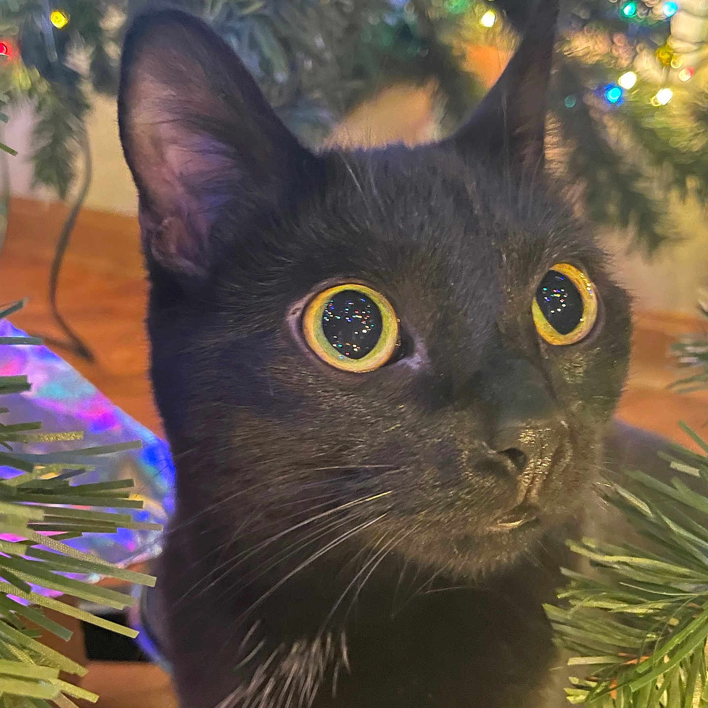 Hazel is registered to the contest to win money with this photo: abyssinian, accessories, animal, blackcat, cat, christmas, christmasdecorations, christmastree, festival, fir, kitten, lighting, manx, ornament, pet, plant, tree