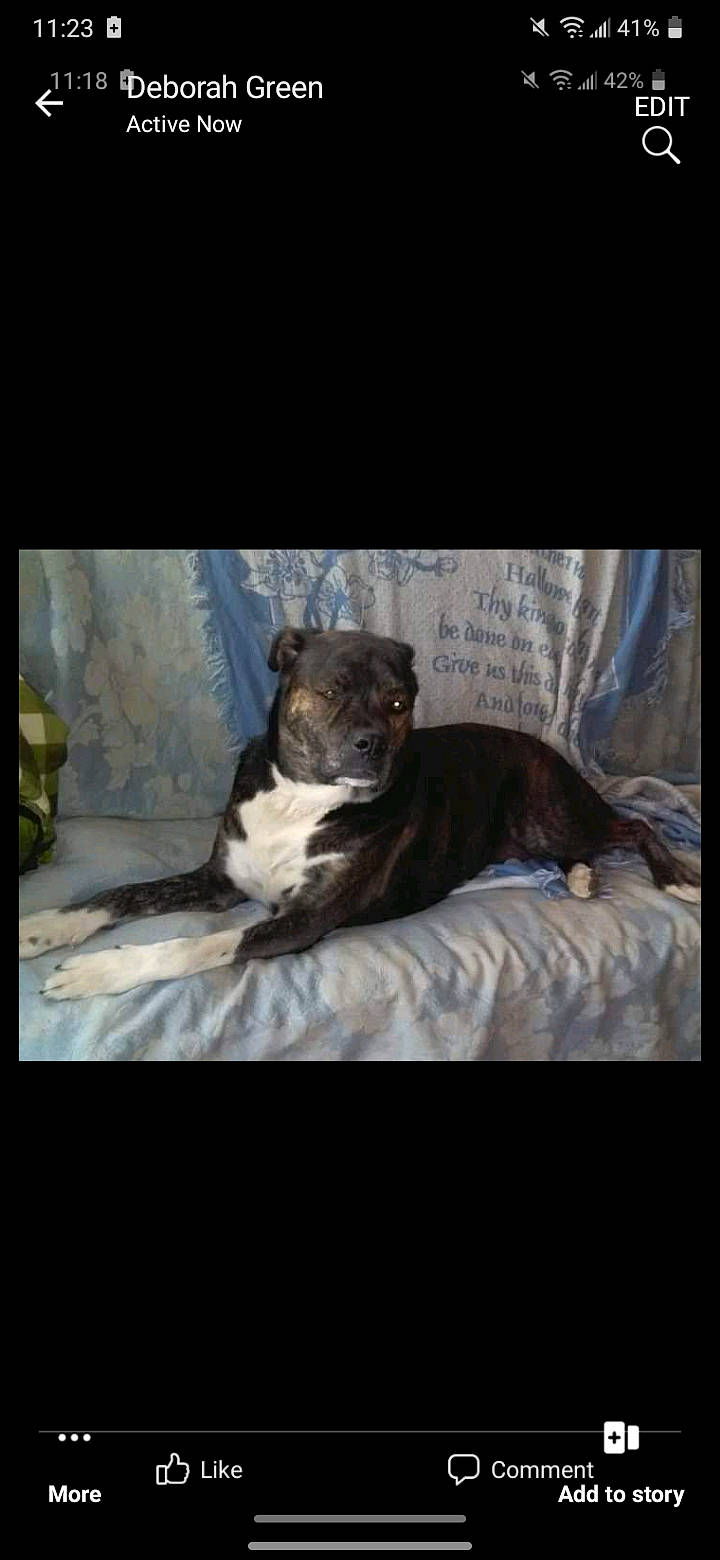 Roxanne joined the competition — help win amazing prizes! bed, bedding, canidae, carnivore, comfort, companion_dog, darkness, dog_breed, felidae, fur, grey, linens, photo_caption, room, small_to_medium_sized_cats, snout, sporting_group, terrestrial_animal, whiskers, wildlife