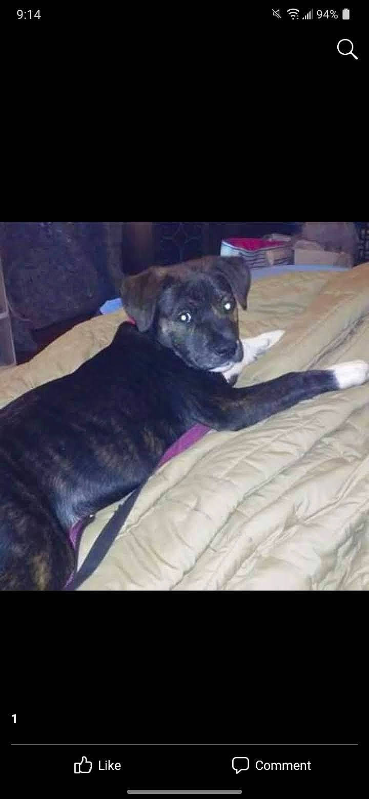 Roxanne joined the competition — help win amazing prizes! bed, borador, canidae, carnivore, comfort, companion_dog, couch, dog, dog_breed, electric_blue, fur, guard_dog, metal, purple, snout, sporting_group, tail, toy_dog, whiskers, working_animal