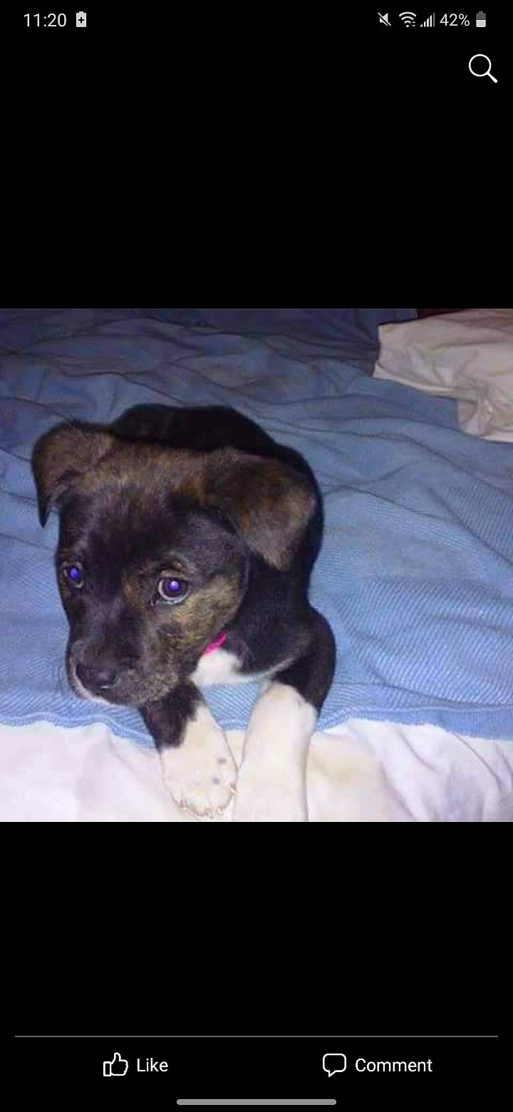 Roxanne joined the competition — help win amazing prizes! canidae, carnivore, comfort, companion_dog, dog, dog_breed, fawn, fur, linens, liver, non_sporting_group, pet_supply, puppy, snout, sporting_group, tail, terrestrial_animal, toy_dog, whiskers, working_animal