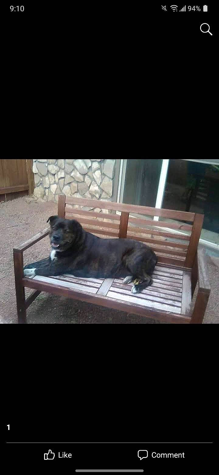 Roxanne is registered to the contest to win money with this photo: canidae, carnivore, comfort, companion_dog, dog, dog_breed, fawn, felidae, flooring, hardwood, liver, pet_supply, rectangle, room, snout, sporting_group, tints_and_shades, toy_dog, wood, working_animal