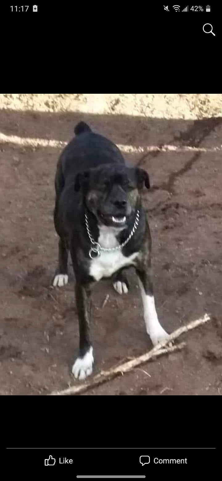 Roxanne is registered to the contest to win money with this photo: borador, boston_terrier, carnivore, collar, companion_dog, dog, dog_breed, dog_collar, fawn, guard_dog, leash, paw, pet_supply, snout, sporting_group, tail, whiskers, window, working_animal, working_dog