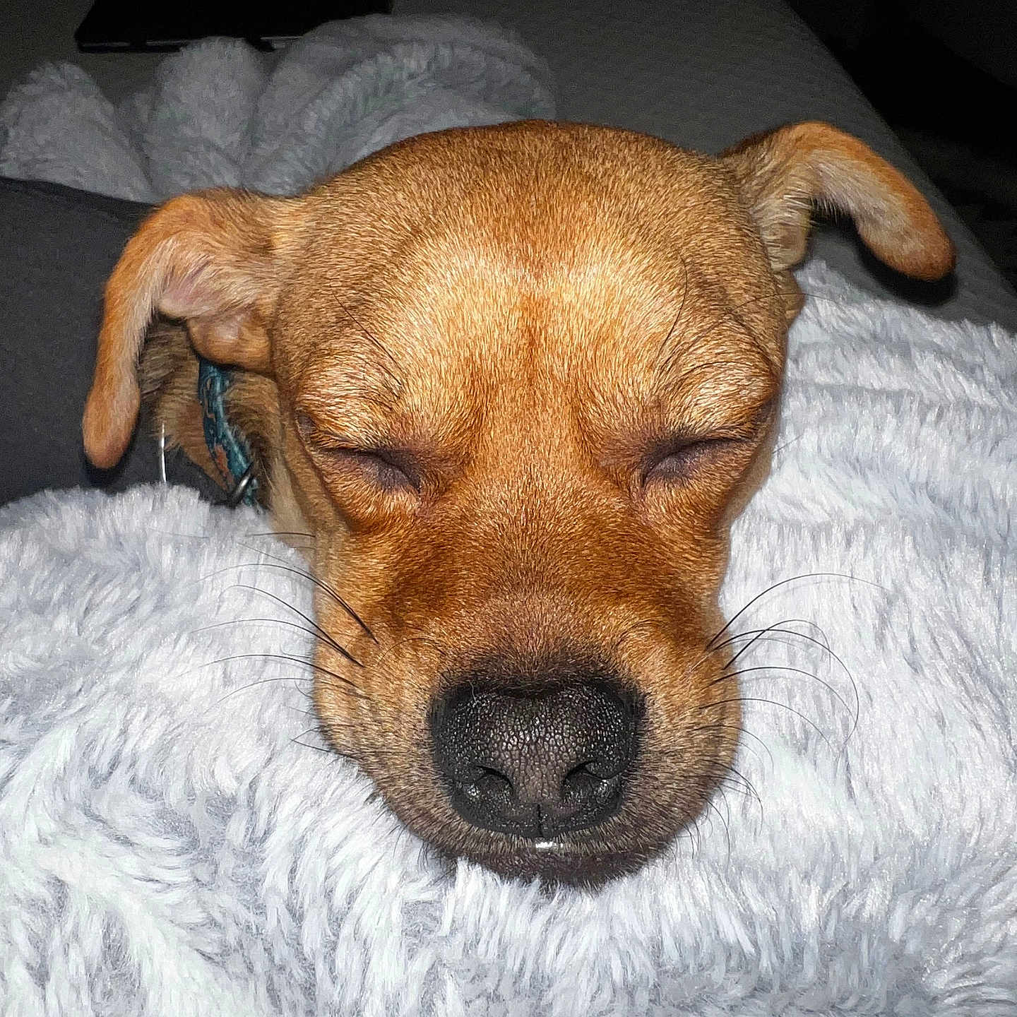Mango joined the competition — help win amazing prizes! animal, bed, blanket, bulldog, canine, cushion, dog, face, furniture, head, hound, labradorretriever, person, pet, photography, portrait, puppy, quilt, sleeping, snout