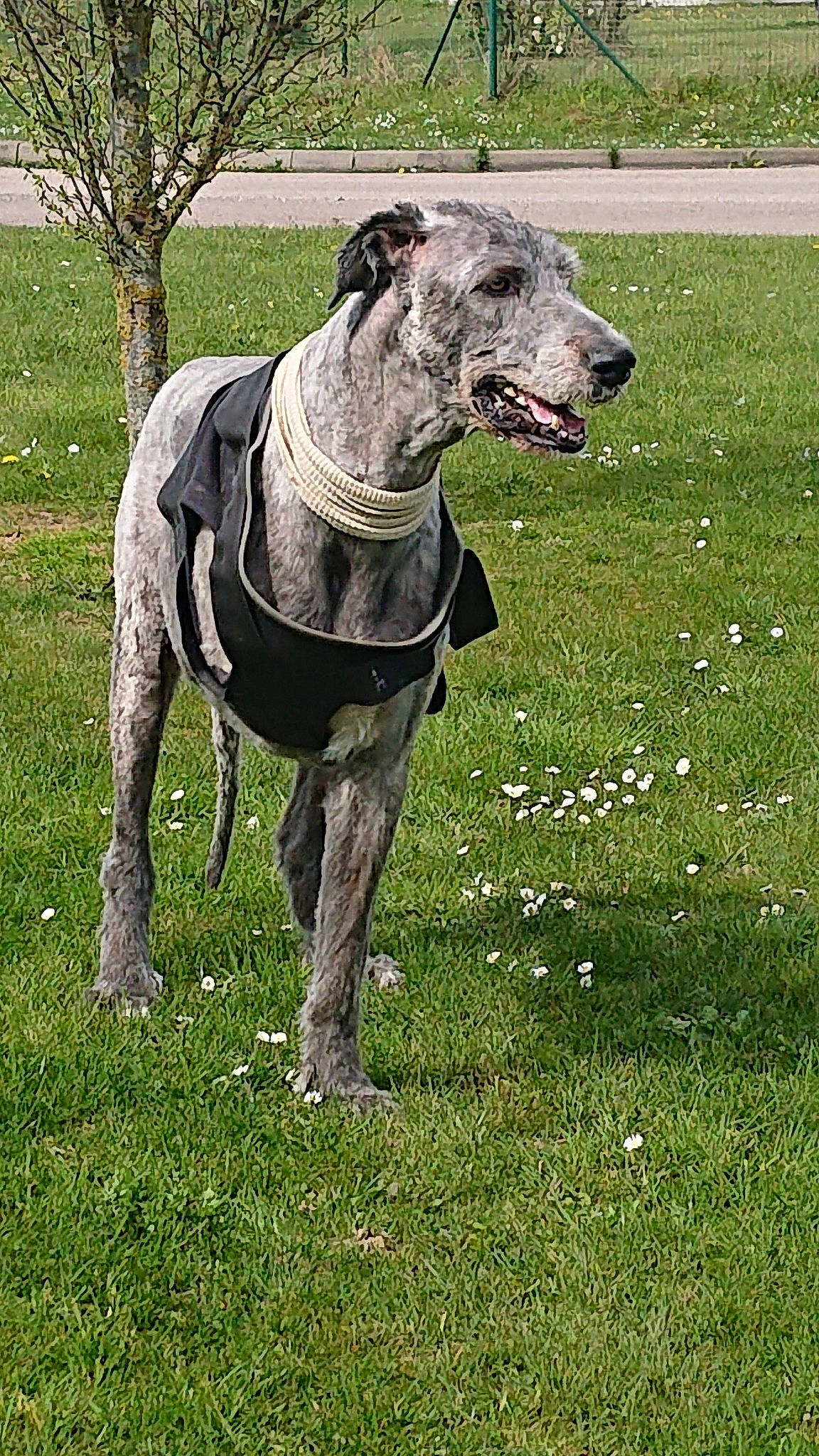 Julian participe au concours pour gagner de l'argent avec cette photo : alaunt, canidae, carnivore, dog, dog_breed, galgo_espanol, great_dane, greyhound, guard_dog, hortaya_borzaya, lurcher, magyar_agar, mammal, non_sporting_group, polish_greyhound, sighthound, sloughi, sporting_group, vertebrate, working_dog