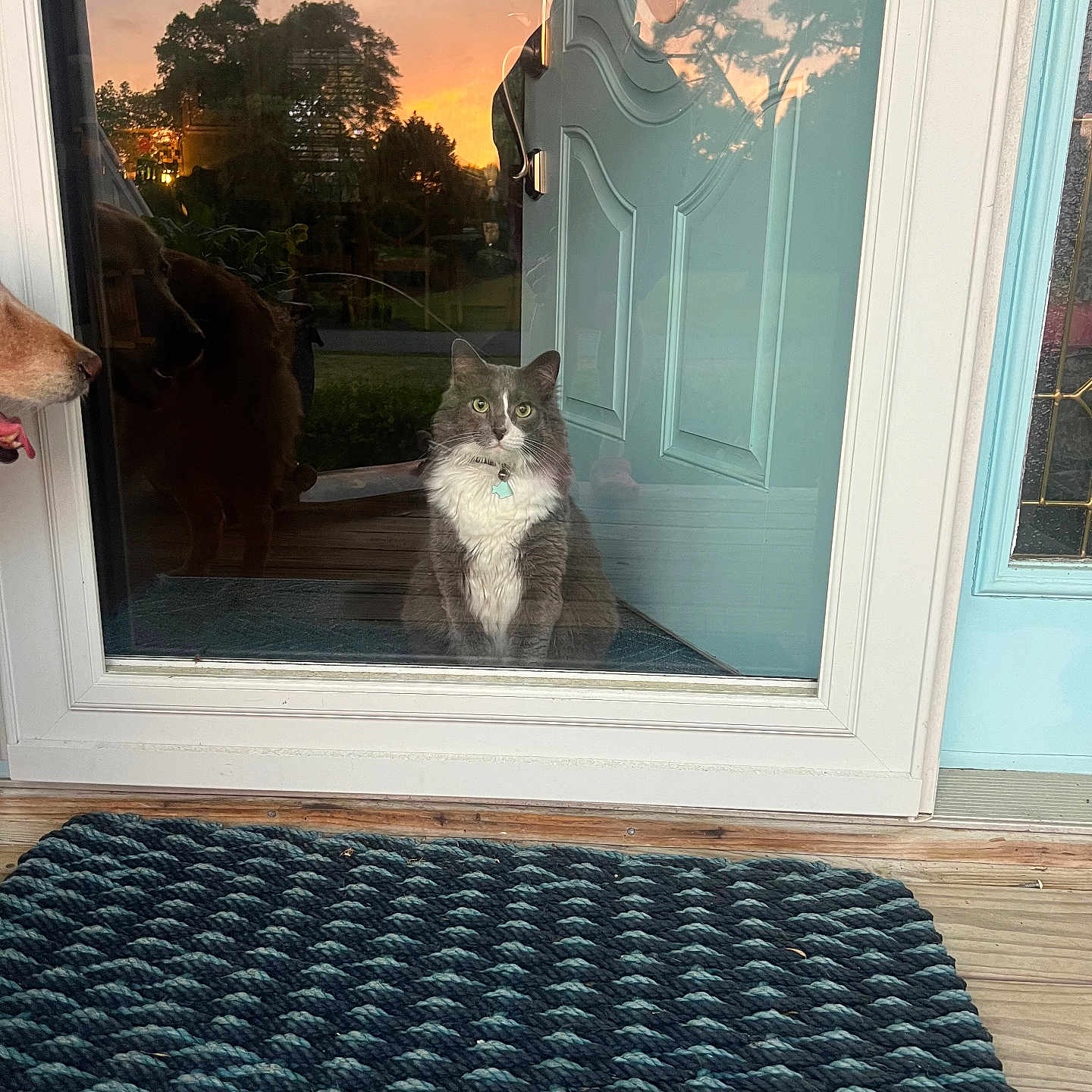 Loki joined the competition — help win amazing prizes! animal, canine, cat, cattle, cow, dog, door, doormat, homedecor, indoors, interiordesign, kitten, livestock, manx, mat, person, pet, rug, window, windowsill