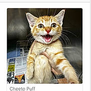 Cheeto Puff joined the competition — help win amazing prizes! animal, cat, cute, domestic_cat, expressive, feline, fur, hand, holding, indoor, kitten, open_mouth, orange_tabby, pet, playful, portrait, small, whiskers, wide_eyes, young