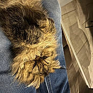 Una a rejoint le concours — aidez-le/la à gagner de superbes lots ! claw, close_up, dog_breed, electric_blue, feather, felidae, flooring, fur_clothing, grey, human_leg, linens, pattern, small_to_medium_sized_cats, snout, sporting_group, tail, tints_and_shades, whiskers, wood, wool