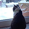 Tchoupi participe au concours pour gagner de l'argent avec cette photo : cat, indoor, window, snow, plant, potted_plant, collar, tile_floor, winter, garden, back_view, pet, animal, feline, quiet, still_life, natural_light, curious, domestic, relaxing