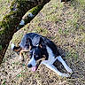 animal, black_and_white, brown, canine, daylight, dog, ears, fur, grass, ground, happy, lying_down, moss, nature, outdoor, pet, playful, summer, tongue_out, tree_branch