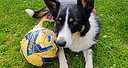Romy Lry a rejoint le concours — aidez-le/la à gagner de superbes lots ! dog, grass, soccer_ball, flag, outdoor, pet, animal, black_and_white, playful, canine, fur, ears, nose, tail, daylight, nature, sport, field, resting, toy