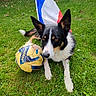 animal, black_and_white, canine, daylight, dog, ears, field, flag, fur, grass, nature, nose, outdoor, pet, playful, resting, soccer_ball, sport, tail, toy