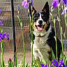 dog, happy, smiling, tongue_out, flower, purple_flower, iris, greenery, garden, plants, outdoor, pet, nature, spring, flora, animal, sitting, portrait, colorful, sunlight
