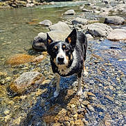 Romy Lry participe au concours pour gagner de l'argent avec cette photo : dog, water, stream, rocks, nature, forest, outdoor, animal, pet, canine, wet, sunlight, riverbed, summer, adventure, curious, black_and_white, ears, standing, clear_water