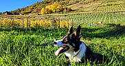 Romy Lry a rejoint le concours — aidez-le/la à gagner de superbes lots ! animal, autumn, black_and_white, blue_sky, canine, daylight, dog, field, grass, hill, house, landscape, nature, outdoor, pet, rural, sunlight, tongue_out, trees, vineyard