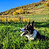 dog, grass, vineyard, hill, autumn, trees, blue_sky, sunlight, outdoor, nature, canine, tongue_out, black_and_white, rural, field, animal, pet, daylight, landscape, house