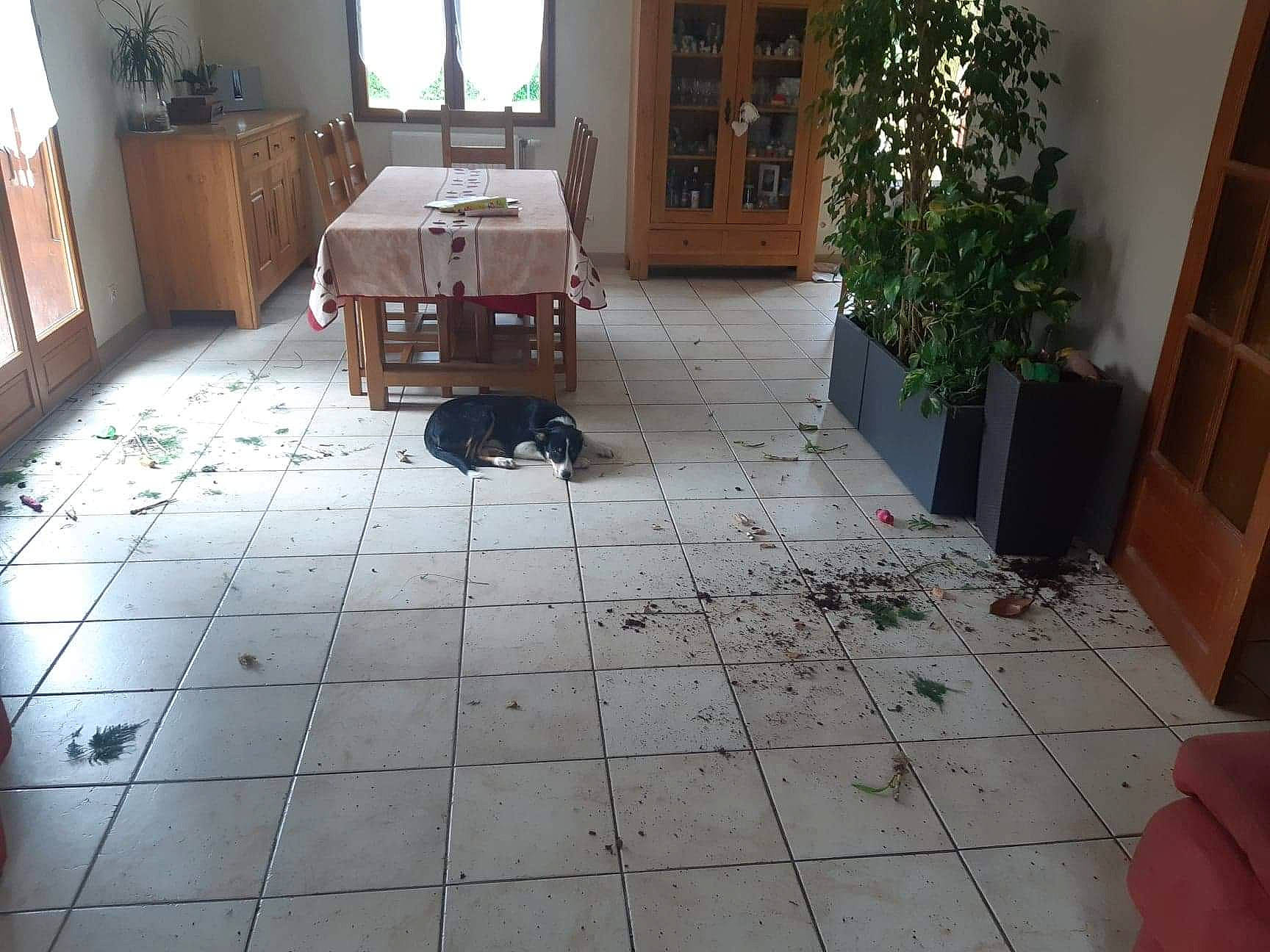 Romy a rejoint le concours — aidez-le/la à gagner de superbes lots ! building, carpet, composite_material, door, fixture, floor, flooring, hardwood, house, houseplant, interior_design, laminate_flooring, living_room, plant, road_surface, table, tile_flooring, window, wood, wood_stain