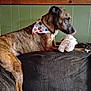 dog, brindle, bandana, stuffed_toy, couch, indoor, pet, animal, furniture, resting, tongue_out, cozy, wall, paneling, paw, side_view, domestic, cute, companion, relaxed