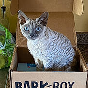 Eddie is registered to the contest to win money with this photo: cat, blue_eyes, cardboard_box, barkbox, kitchen, countertop, wooden_cabinets, sign, stress, curious, pet, feline, domestic_animal, indoor, fur, whiskers, ears, box, container, household