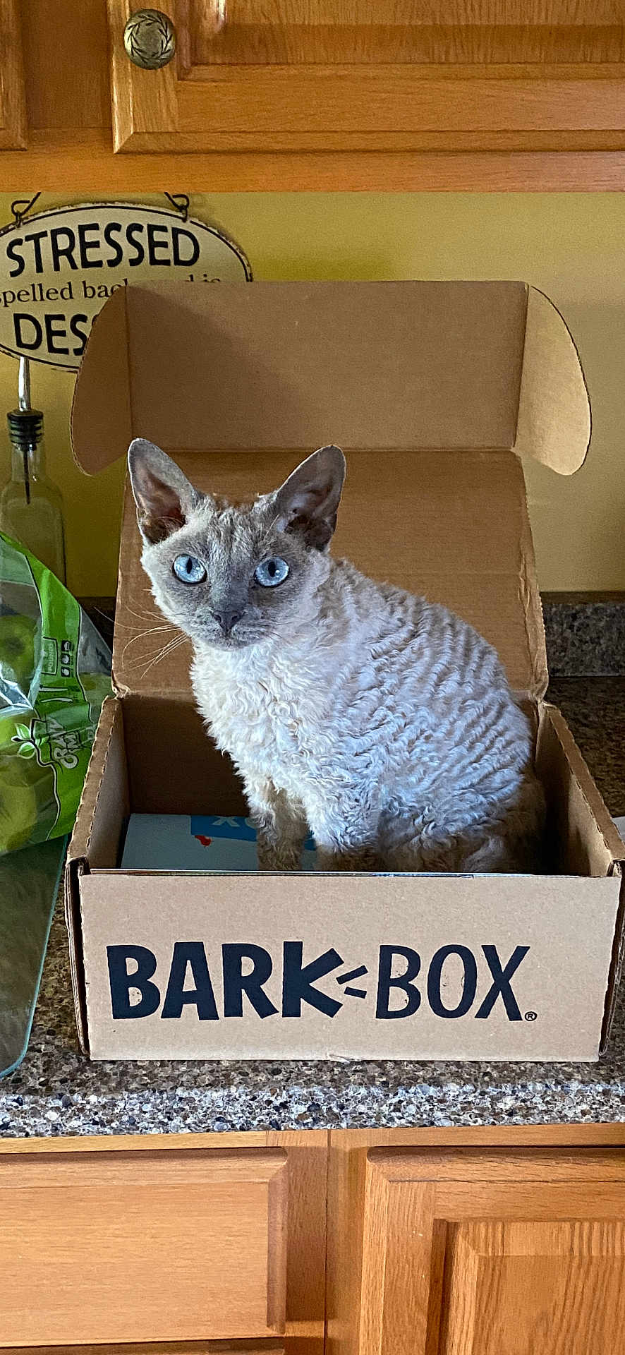 Eddie is registered to the contest to win money with this photo: cat, blue_eyes, cardboard_box, barkbox, kitchen, countertop, wooden_cabinets, sign, stress, curious, pet, feline, domestic_animal, indoor, fur, whiskers, ears, box, container, household