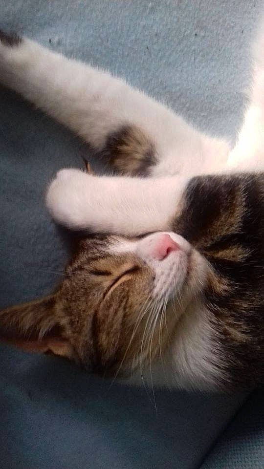 Wolfy participe au concours pour gagner de l'argent avec cette photo : carnivore, cat, cloud, comfort, domestic_short_haired_cat, felidae, fur, mammal, nap, paw, sleep, small_to_medium_sized_cats, tail, whiskers