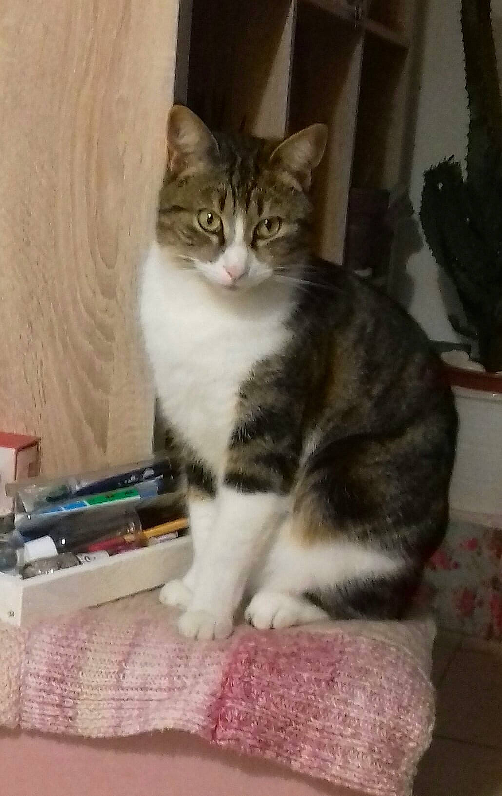 Wolfy a rejoint le concours — aidez-le/la à gagner de superbes lots ! box, carnivore, cat, claw, comfort, domestic_short_haired_cat, door, felidae, fur, paw, sitting, small_to_medium_sized_cats, snout, tail, whiskers, wood