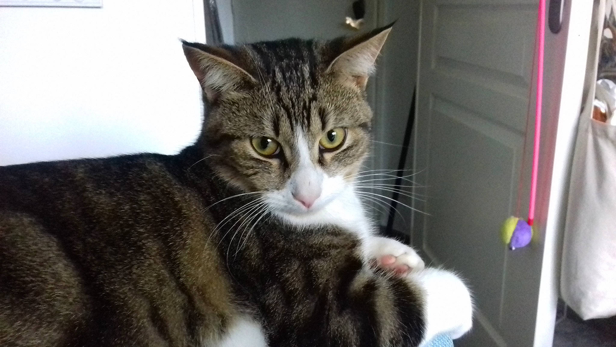 Wolfy a rejoint le concours — aidez-le/la à gagner de superbes lots ! box, carnivore, cat, cat_furniture, cat_supply, claw, domestic_short_haired_cat, door, eye, felidae, fur, iris, paw, sitting, small_to_medium_sized_cats, snout, tail, terrestrial_animal, whiskers, window