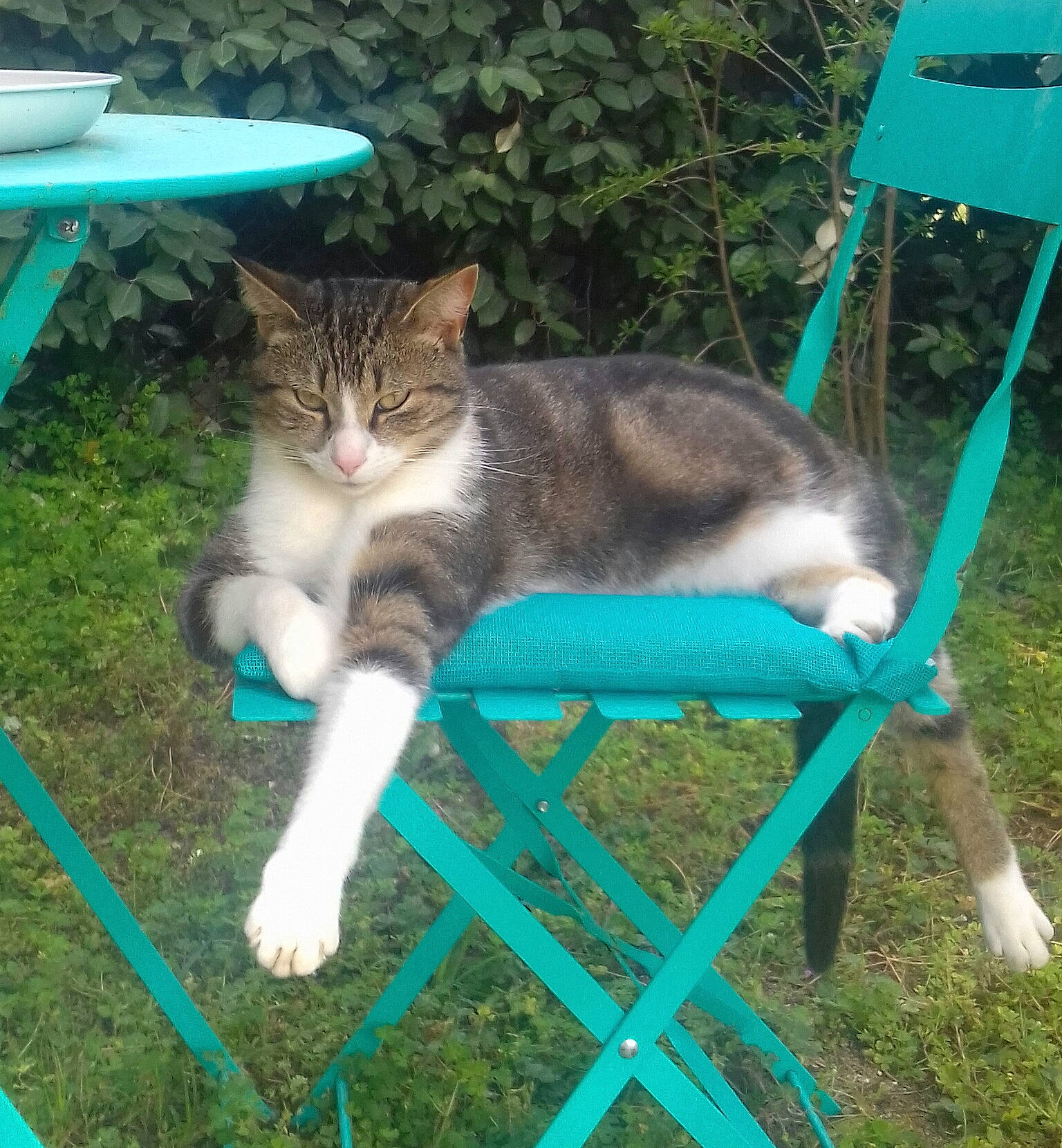 Wolfy a rejoint le concours — aidez-le/la à gagner de superbes lots ! carnivore, cat, chair, domestic_short_haired_cat, fawn, felidae, grass, green, groundcover, herb, mammal, outdoor_furniture, plant, shade, small_to_medium_sized_cats, tail, vertebrate, whiskers, wildlife, yard