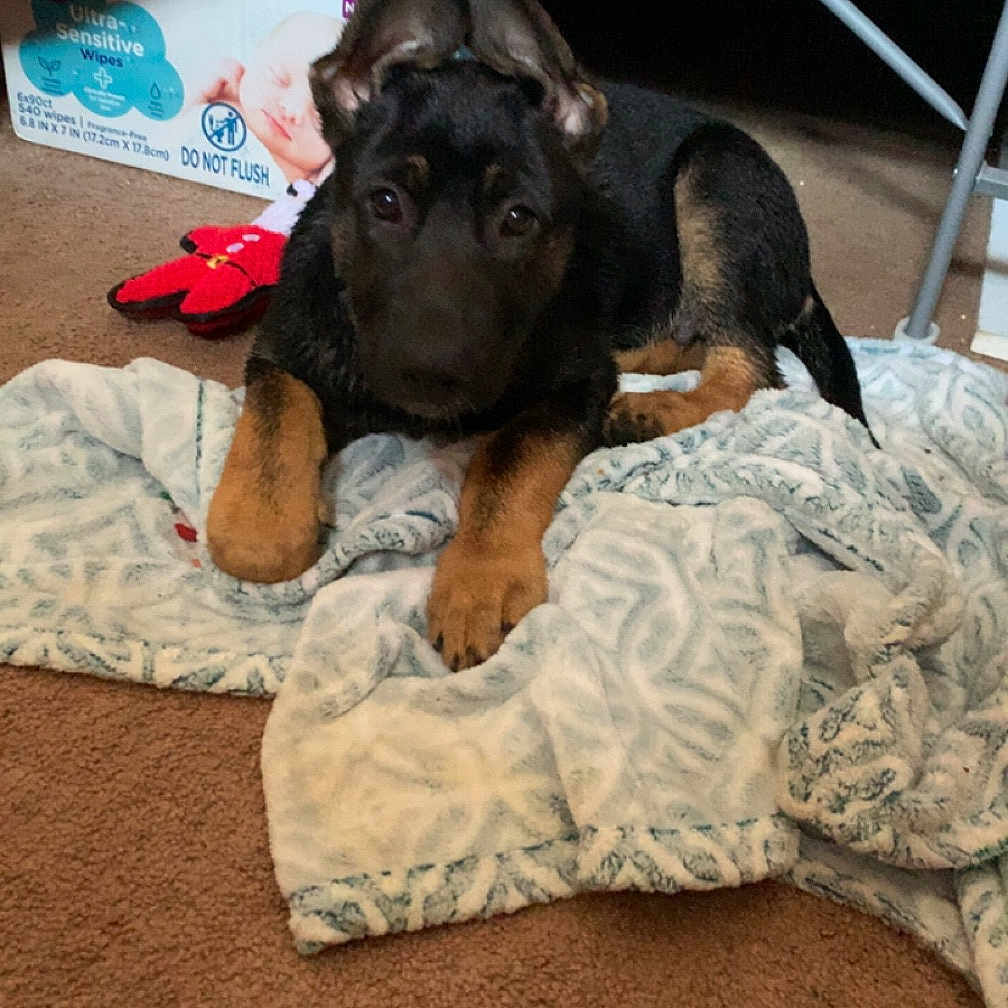 Major joined the competition — help win amazing prizes! animal, bed, bedroom, blanket, bulldog, canine, cushion, dog, face, furniture, head, homedecor, hound, indoors, person, pet, puppy, quilt, room, sleeping