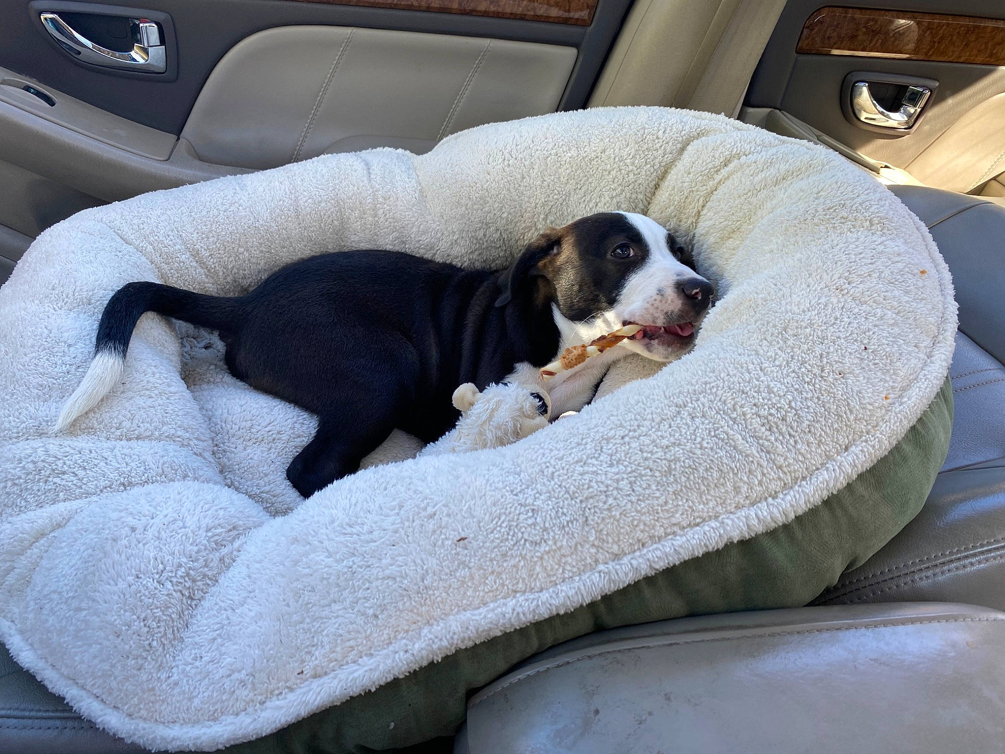 Dexter joined the competition — help win amazing prizes! auto_part, automotive_exterior, canidae, car_seat, car_seat_cover, carnivore, comfort, companion_dog, dog, dog_bed, dog_breed, dog_supply, head_restraint, nap, pet_supply, sporting_group, vehicle, vehicle_door, working_animal